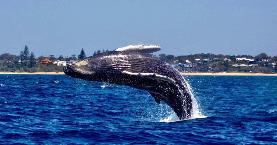 Mooloolaba: 2-Hour Whale Watching Adventure - What you’re likely to see off Mooloolaba’s coast