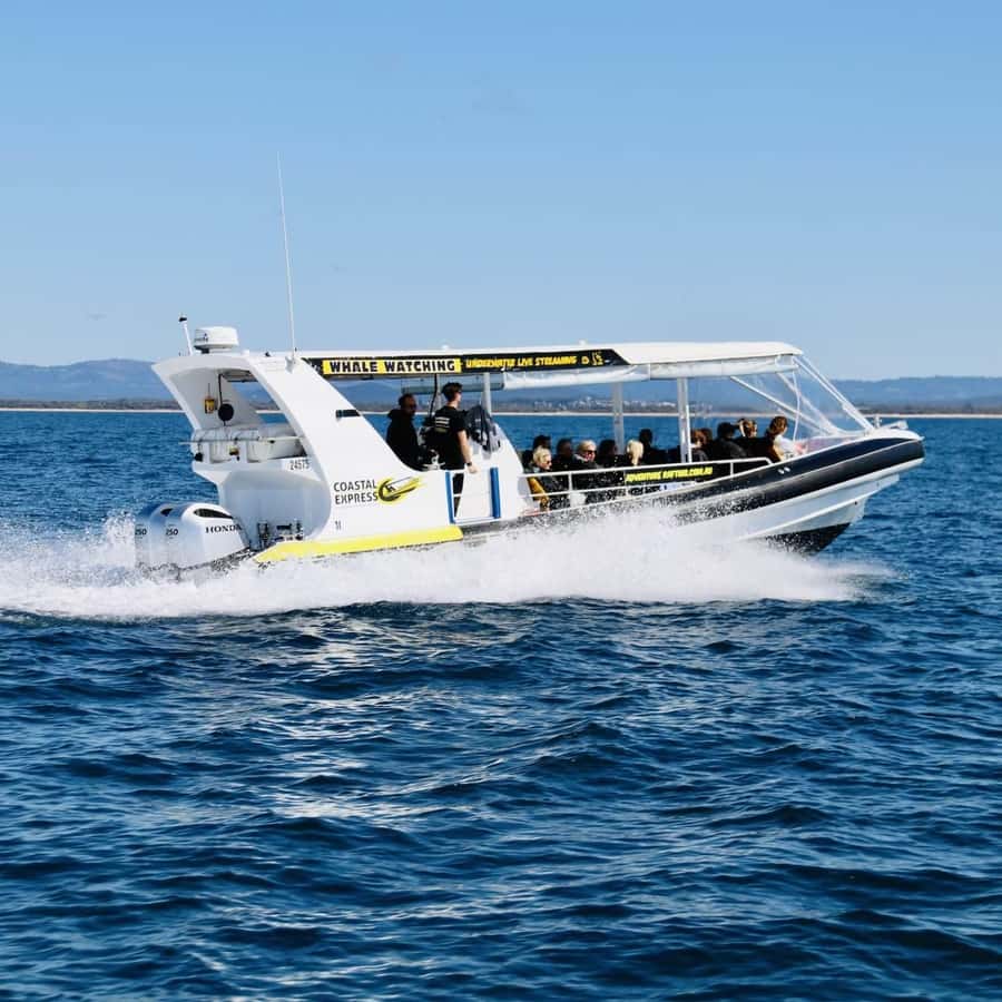 Mooloolaba: 2-Hour Whale Watching Adventure - Skipper commentary: the best kind of education on the water