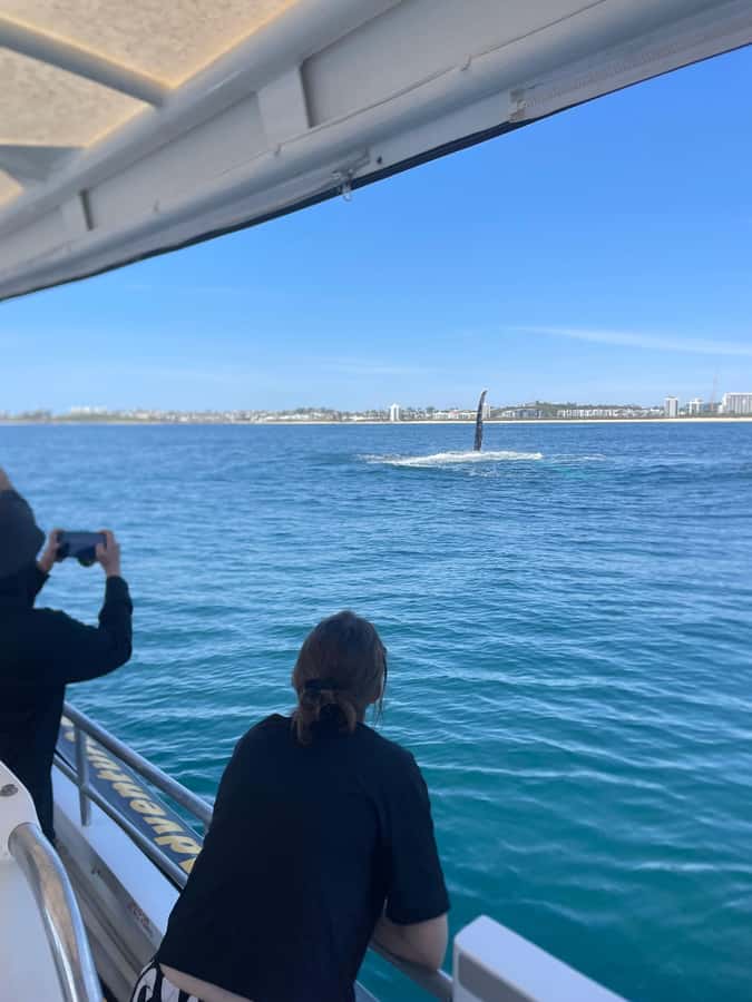 Mooloolaba: 2-Hour Whale Watching Adventure - Comfort and safety: what to bring for a fast, open-boat ride