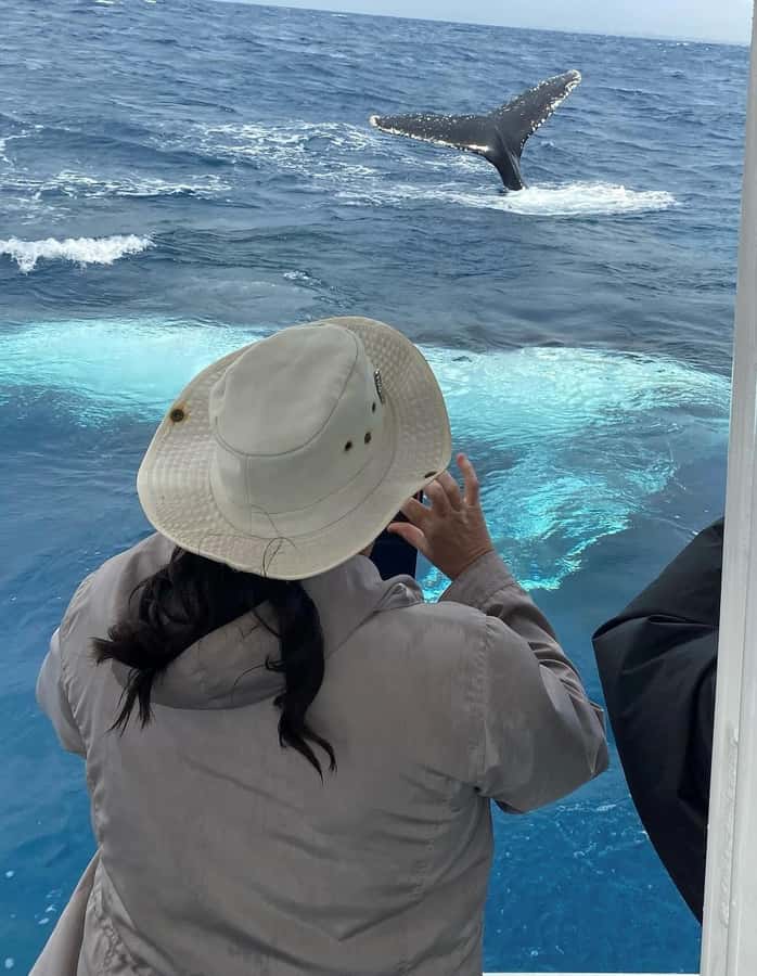 Mooloolaba: 2-Hour Whale Watching Adventure - Who this whale watching tour is best for