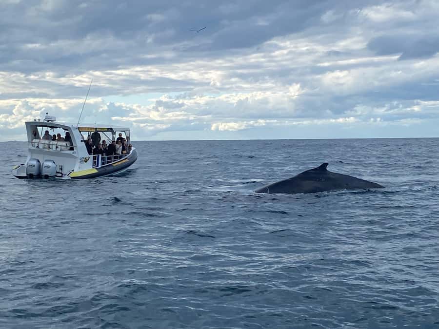 Mooloolaba: 2-Hour Whale Watching Adventure - Price and value: is $63 a good deal?