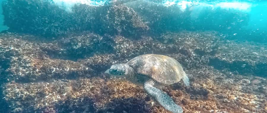 Mooloolaba: Snorkel with Turtles Mudjimba Island - Gear setup and buoyancy: why the included 5 mm wetsuit matters