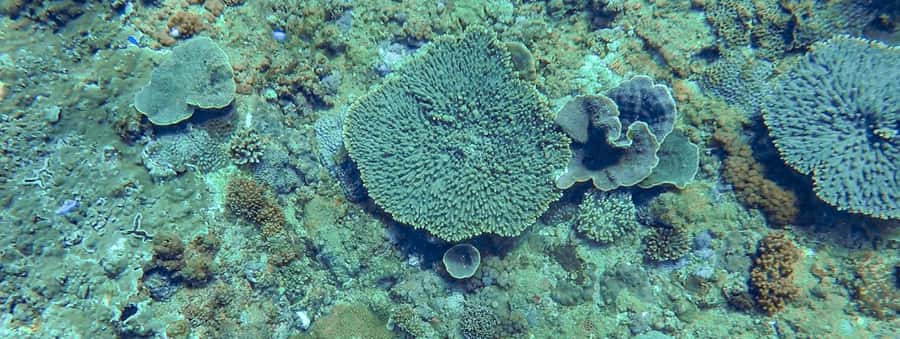 Mooloolaba: Snorkel with Turtles Mudjimba Island - Your one-hour snorkel session: what to do once you’re in the water