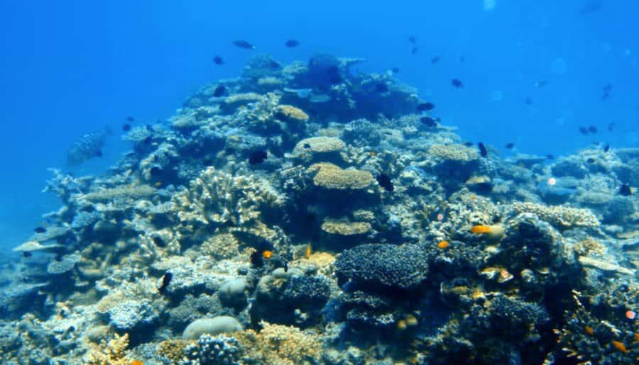 Mooloolaba: Snorkel with Turtles Mudjimba Island - Seasick, anxious, or new to snorkelling: how the crew helps you cope
