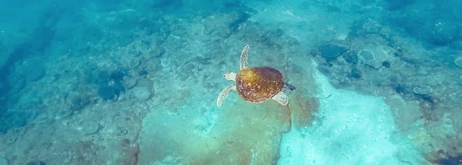Mooloolaba: Snorkel with Turtles Mudjimba Island - Getting started at The Wharf Mooloolaba (and why early beats rushed)