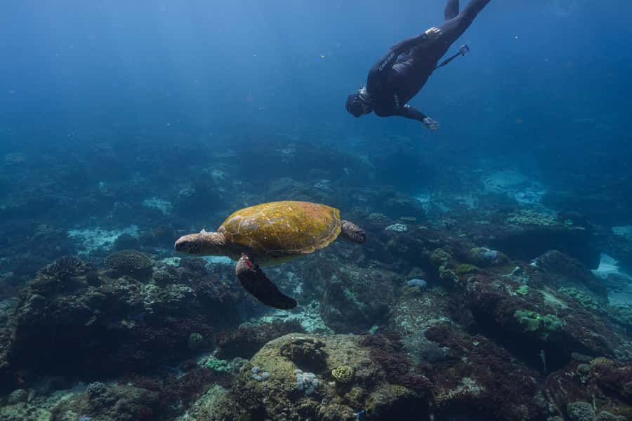 Mooloolaba: Turtle Snorkel & Swim at Mudjimba Island - Key highlights worth planning around