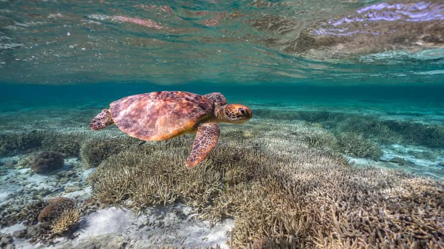 Mooloolaba: Turtle Snorkel & Swim at Mudjimba Island - Mudjimba Island: why this turtle swim works for real life