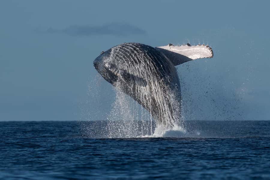Mooloolaba: Whale Watching Cruise - Key highlights to look for