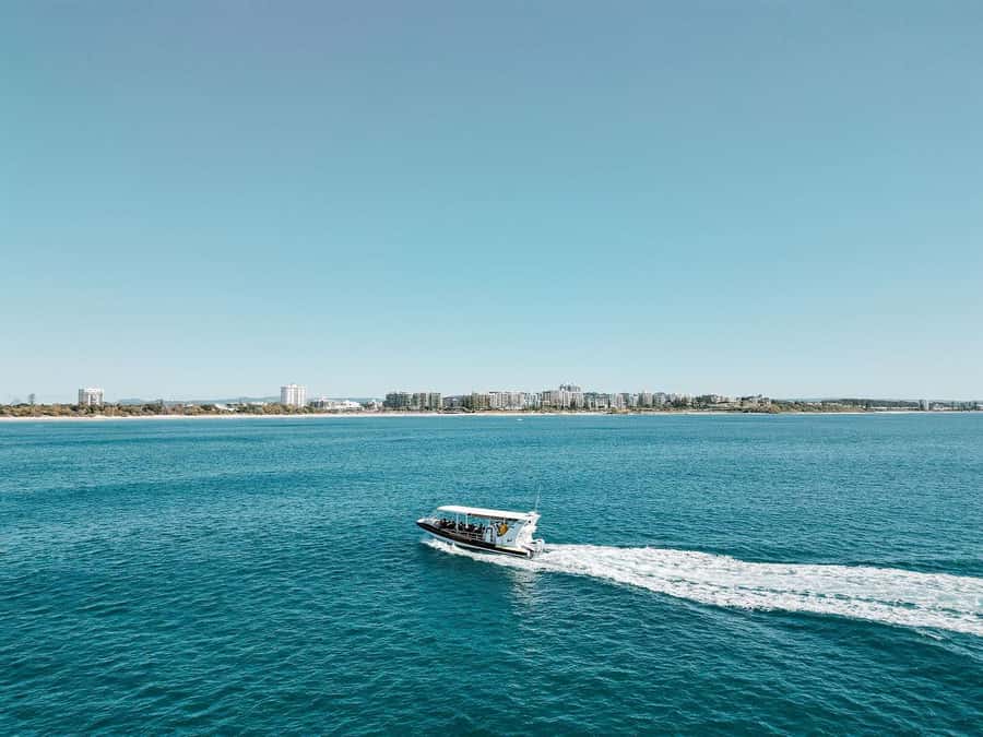 Mooloolaba: Whale Watching Cruise - You might see more than whales: turtles, rays, and dolphins