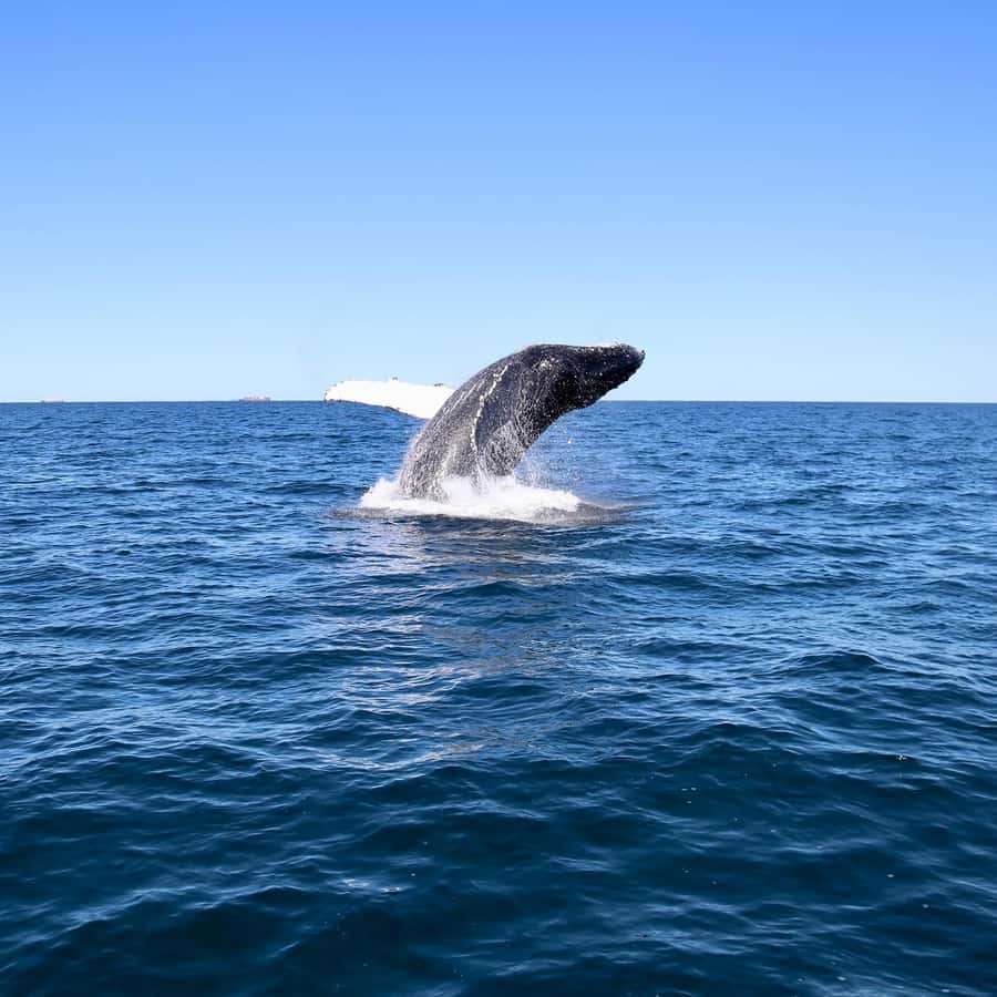 Mooloolaba: Whale Watching Cruise - Price and value: why $63 can feel fair for 2 hours on the water