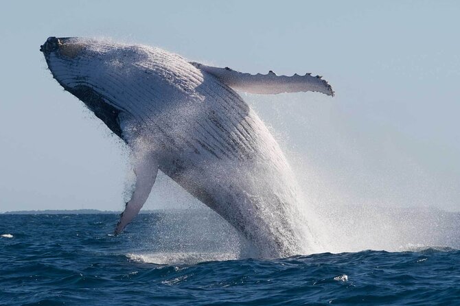 Mooloolaba Whale Watching – Small Group Tour - Getting there: Mooloolaba Wharf is easy to find