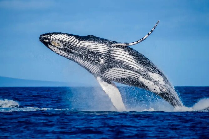 Mooloolaba Whale Watching – Small Group Tour - Whale spotting tips: how to get the best experience out of two hours