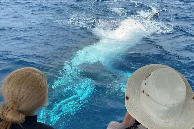 Mooloolaba Whale Watching – Small Group Tour - Stop 3: Alexandra Headland for relaxed coastal frontage