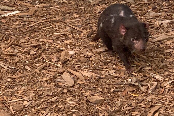 Moonlit Sanctuary and Brighton Beach Boxes Half Day Tour - Why this half-day works: wildlife plus an instant Melbourne icon