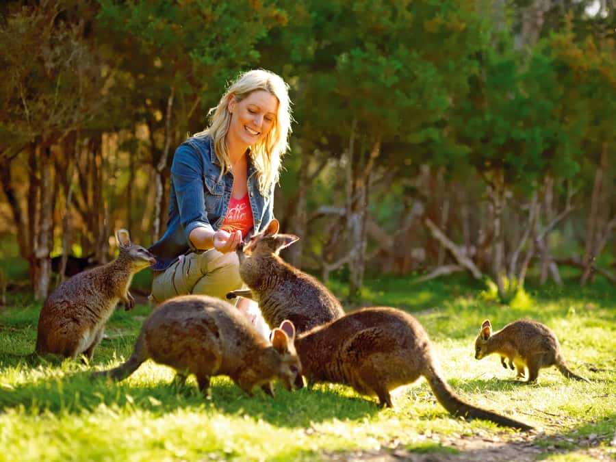 Moonlit Sanctuary Conservation Park Entry Ticket - Moonlit Sanctuary: native animals in 10 hectares near Melbourne