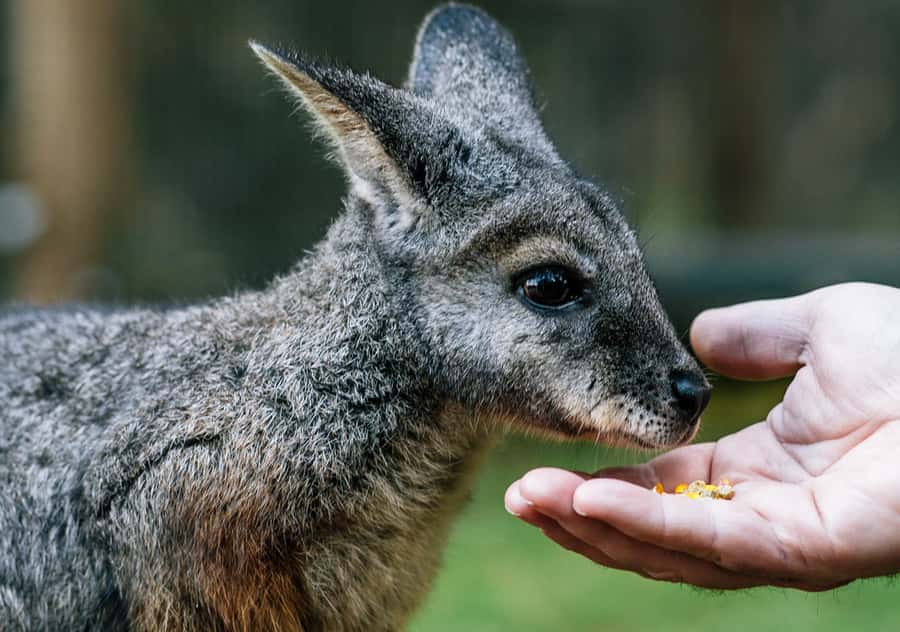 Moonlit Sanctuary Conservation Park Entry Ticket - Kangaroos and wallabies: the free-ranging encounter you’ll remember