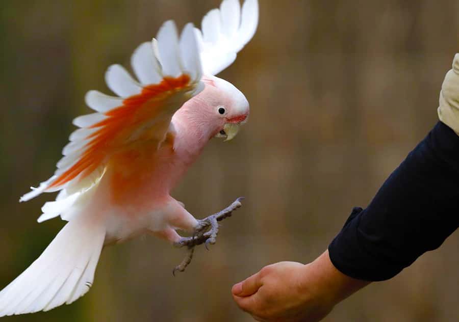 Moonlit Sanctuary Conservation Park Entry Ticket - Keeper talks and wildlife shows: learning that sticks
