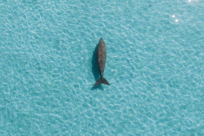 Moreton Island Eco Marine Safari Cruise and Snorkel - Crew, pace, and how family-friendly it really feels