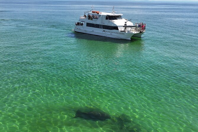 Moreton Island Eco Marine Safari Cruise and Snorkel - What to bring so the day feels easy