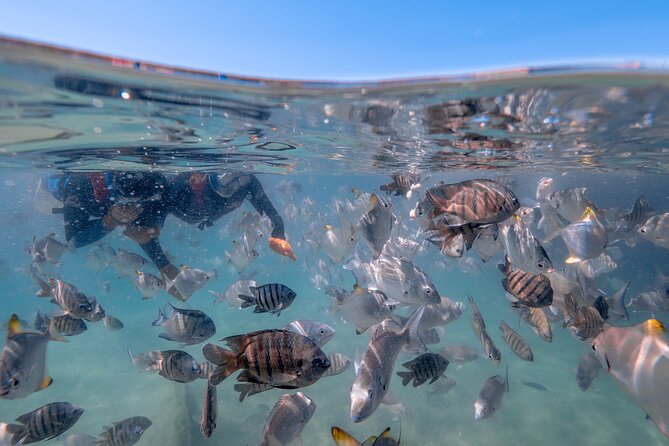 Moreton Island Eco Marine Safari Cruise and Snorkel - Who should book this eco marine safari cruise