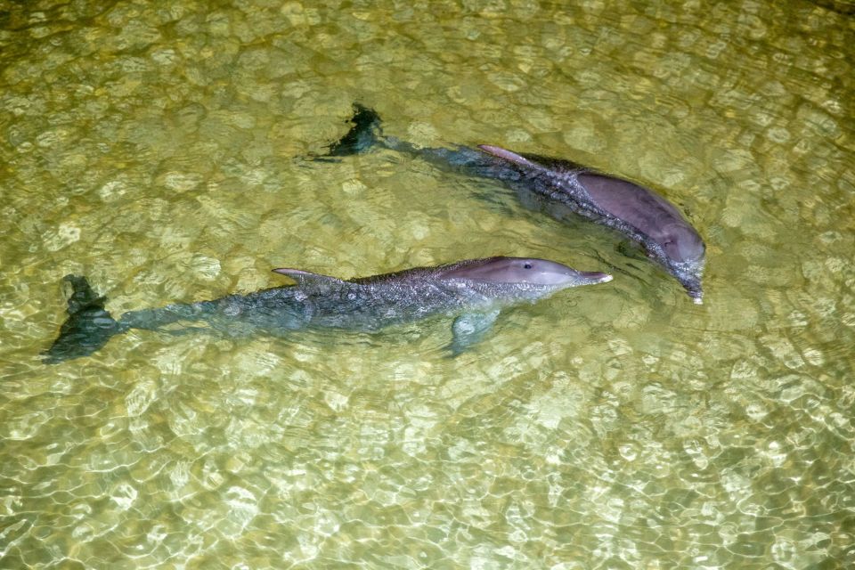 Moreton Island: Marine Discovery Cruise & Dolphin Viewing - Price and value: is $147 really a good deal?