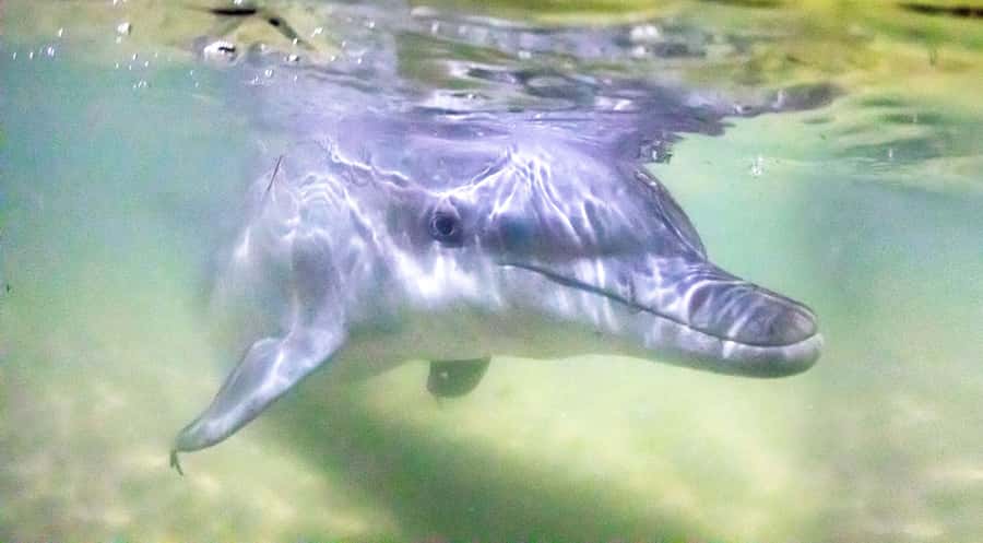 Moreton Island: Tangalooma ATV Quad Bike & Dolphin Feeding - Tangalooma resort day pass: more than a place to wait