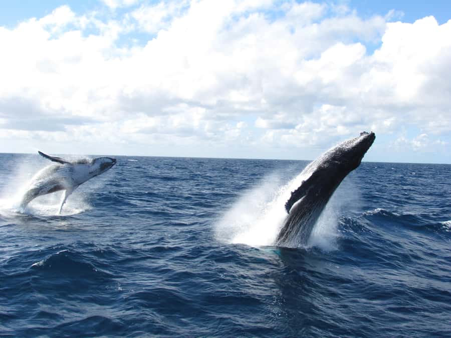 Moreton Island: Tangalooma Day Trip & Whale Watching Cruise - Price and value: what you’re actually paying for ($109)