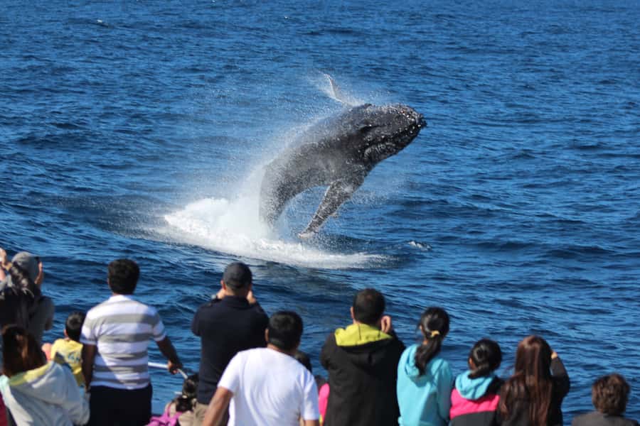 Moreton Island: Tangalooma Day Trip & Whale Watching Cruise - Eco Ranger learning: turning sightings into real understanding
