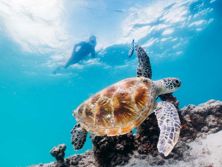 Moreton Island: Tangalooma Snorkel Tour with Helicopter Tour - Tangalooma Island Resort: your base between activities