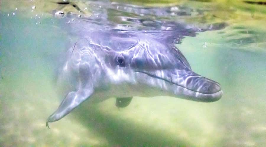 Moreton Island: Tangalooma Snorkeling Tour & Dolphin Feeding - Key things that matter before you go