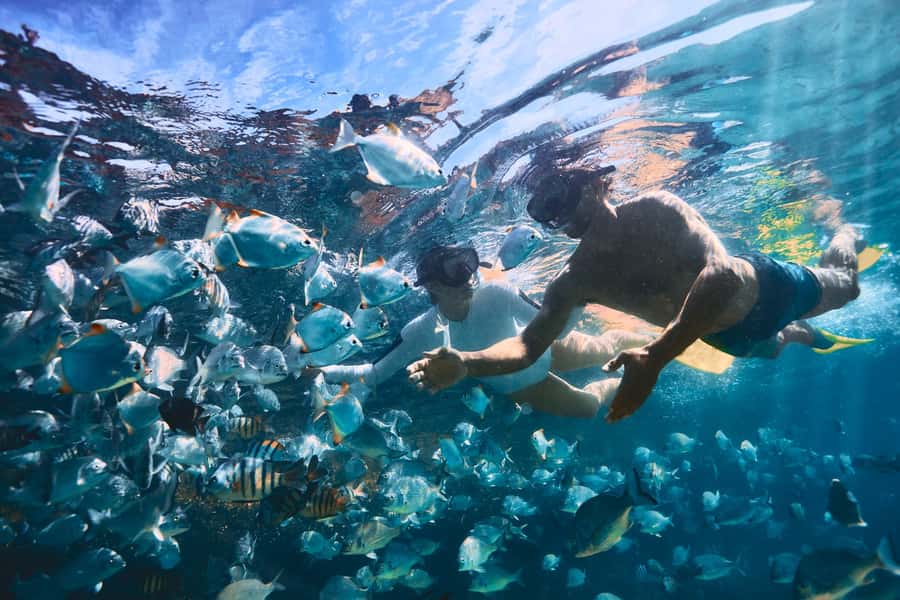 Moreton Island: Tangalooma Snorkeling Tour & Dolphin Feeding - Who this tour suits best (and who should rethink it)