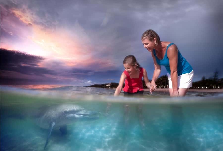 Moreton Island: Tangalooma Snorkeling Tour & Dolphin Feeding - Should you book this Moreton Island shipwreck snorkel and dolphin feeding day trip?