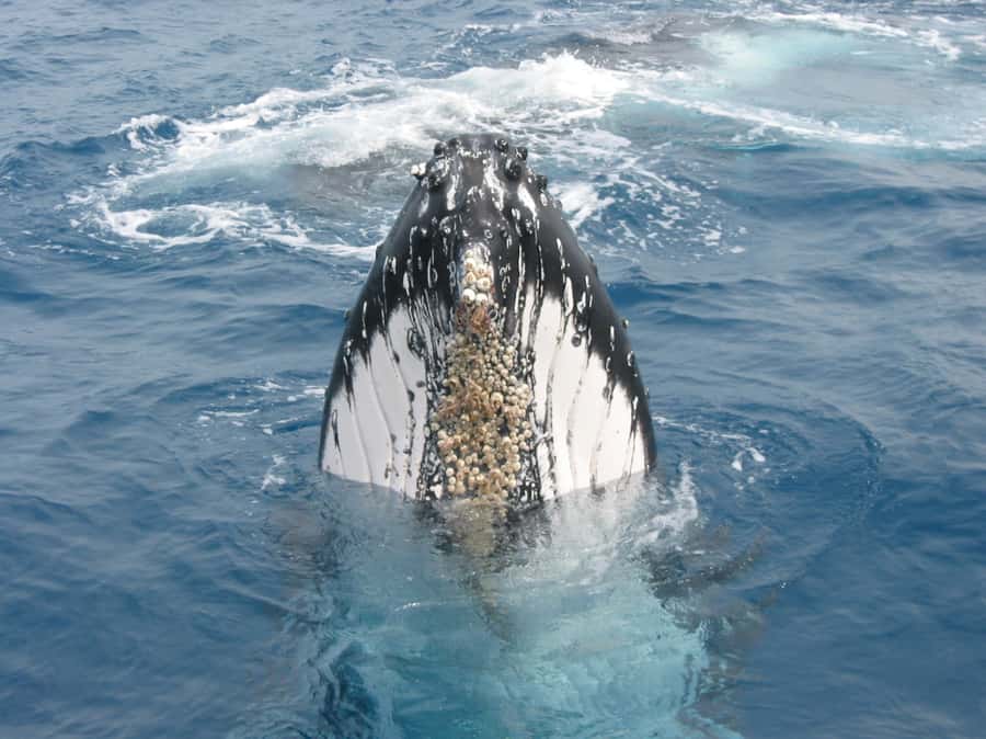 Moreton Island: Tangalooma Whale Watching & Dolphin Feeding - Key Highlights You’ll Actually Care About