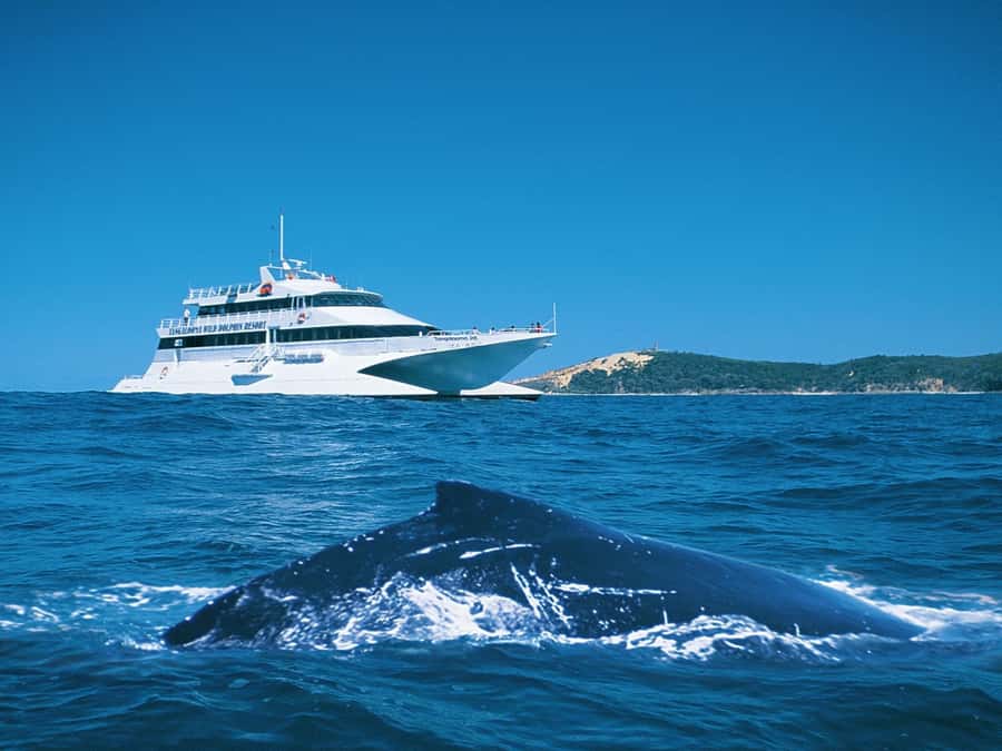 Moreton Island: Tangalooma Whale Watching & Dolphin Feeding - The 12:00 PM Whale-Watching Cruise: How to Spot Whales and What You Learn