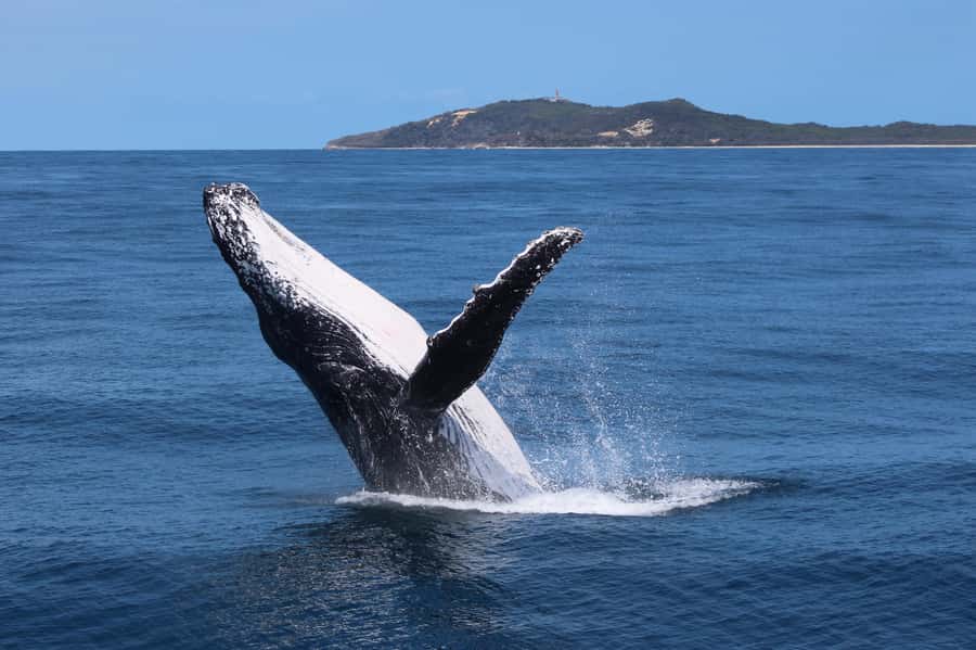 Moreton Island: Tangalooma Whale Watching & Dolphin Viewing - Key things to know before you go