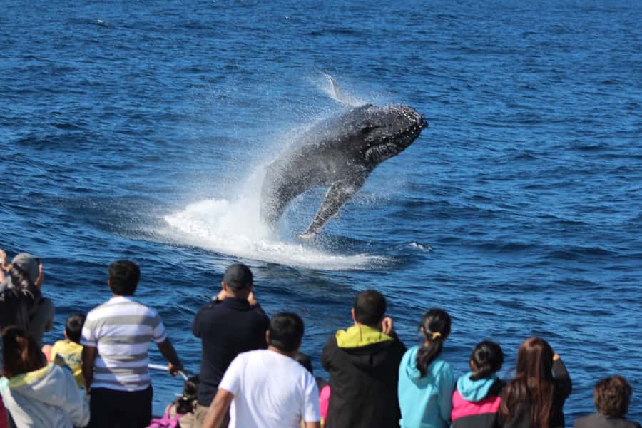 Moreton Island: Tangalooma Whale Watching & Dolphin Viewing - From Brisbane to Moreton Island: how the day actually moves