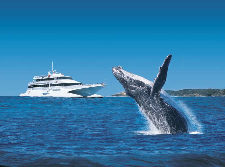Moreton Island: Tangalooma Whale Watching & Dolphin Viewing - The 3-hour whale watch: spotting humpbacks from a catamaran
