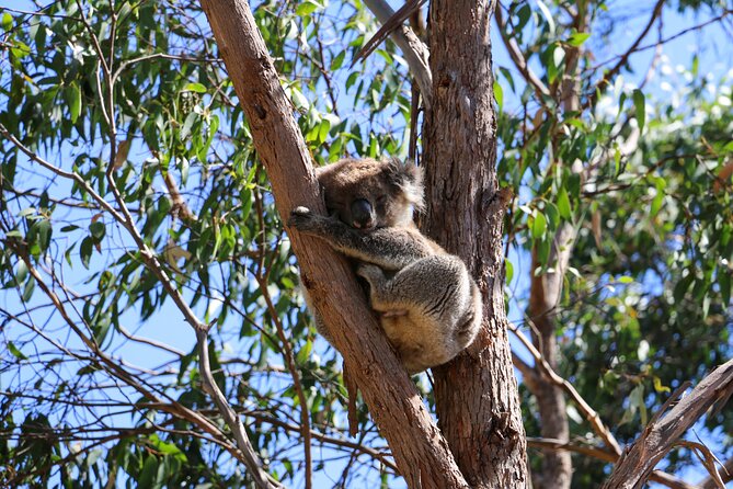 Morialta Wilderness and Wildlife Hike - Wildlife spotting that actually feels doable