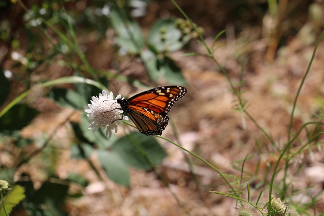 Morialta Wilderness and Wildlife Hike - What your guide adds: native plants and Kaurna meaning