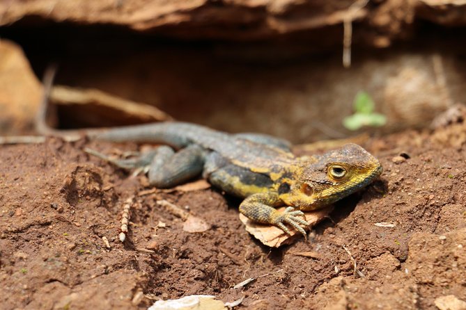 Morialta Wilderness and Wildlife Hike - When not to book (and who will love it)
