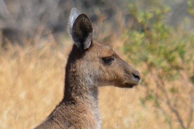 Morning Cruise on the Murchison River in Kalbarri (April to Nov) - Price and Value: What You’re Really Paying For