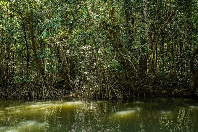 Morning Daintree Tour with River Cruise from Port Douglas - When the itinerary adapts: rainy days, flooding, and keeping the experience worth it