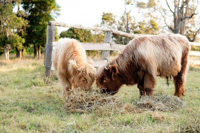 Morning Farm Experience near Gympie & Noosa - Highland cows Cupcake, Apollo, and Jock: more than a cute photo moment