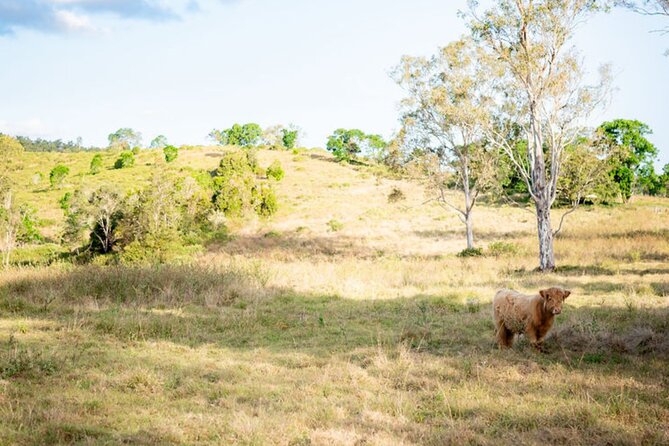 Morning Farm Experience near Gympie & Noosa - Sourcing produce, making scones, and cooking over a campfire