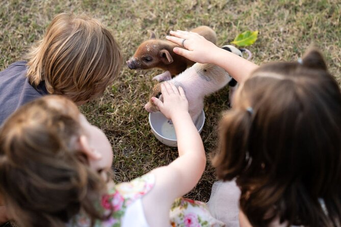 Morning Farm Experience near Gympie & Noosa - Bottle-feeding baby goats and sheep (plus piglets): the hands-on farm part