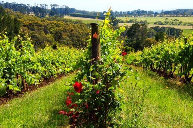 Mornington Peninsula Day Tour. Your Day Your Way. Your group only - Arthurs Seat State Park: the Port Phillip Bay view moment