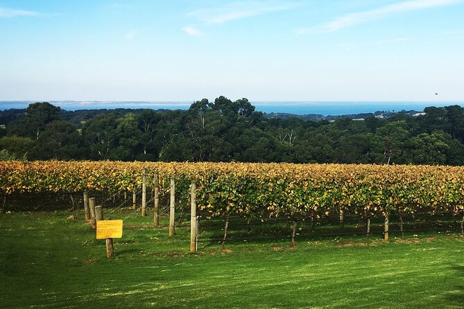 Mornington Peninsula Winery Bus Tour including lunch with a glass of wine - The guide and group size factor (and why it feels smoother)