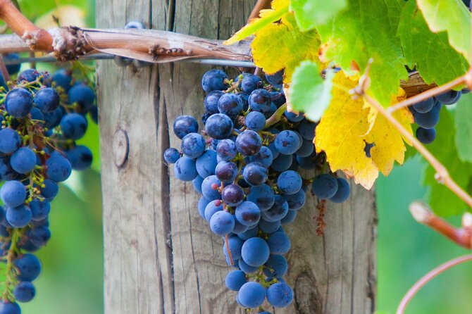 Mornington Peninsula Winery Bus Tour including lunch with a glass of wine - Getting on the bus: timing, comfort, and where you’ll start
