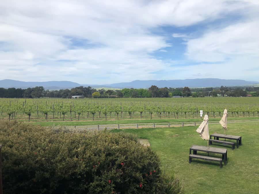 Mornington Peninsula Winery Bus Tour with Lunch & Wine - Key things to know before you go