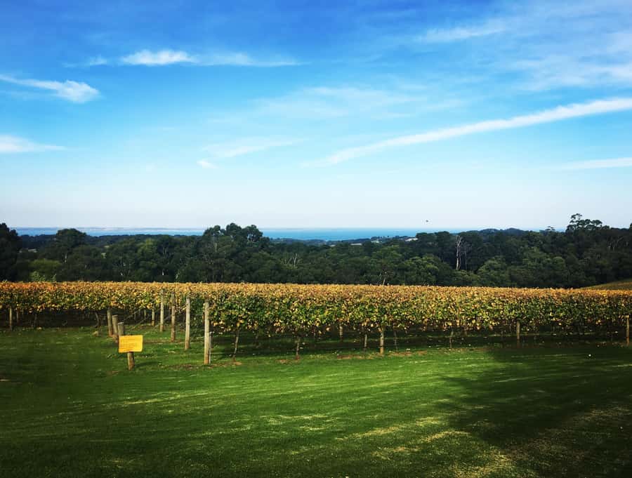 Mornington Peninsula Winery Bus Tour with Lunch & Wine - Why this Mornington Peninsula wine day feels low-stress